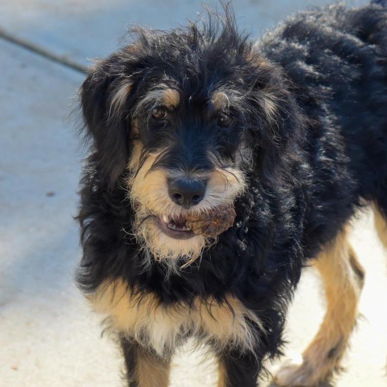 Enlarge Tina, a Adoptable mixed breed in Fayetteville, GA image 4/6