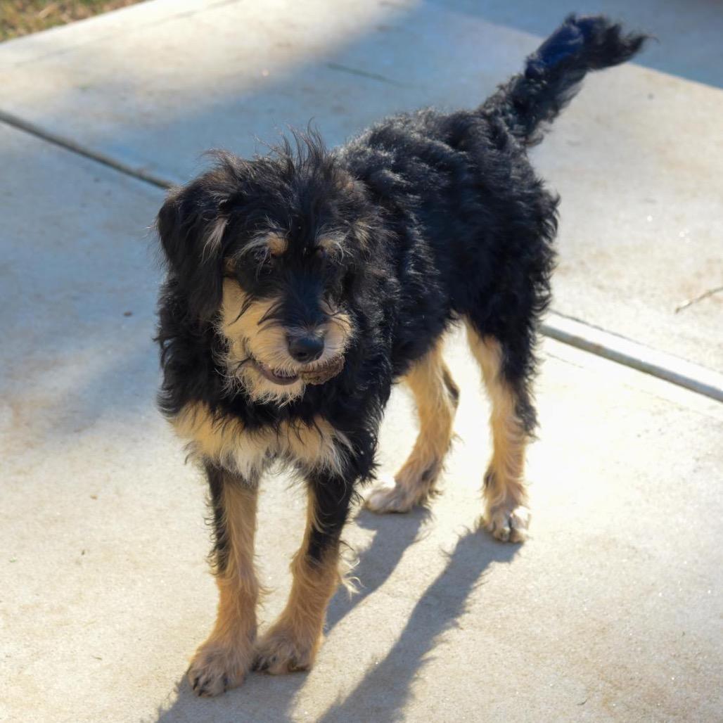 Enlarge Tina, a Adoptable mixed breed in Fayetteville, GA image 6/6