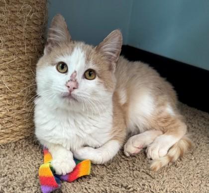 Enlarge Rudolph, a Adoptable mixed breed in Willmar, MN image 1/3