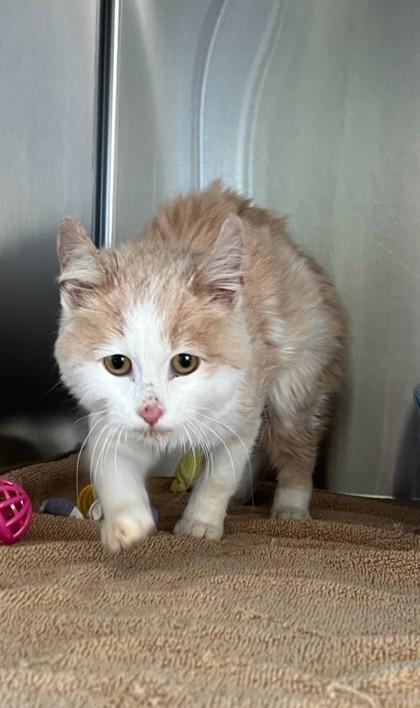 Enlarge Rudolph, a Adoptable mixed breed in Willmar, MN image 2/3