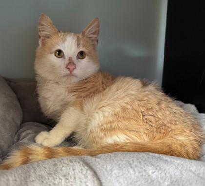 Enlarge Rudolph, a Adoptable mixed breed in Willmar, MN image 3/3