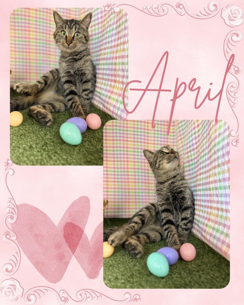 Enlarge April, a Adoptable mixed breed in Hopkinsville, KY image 2/2