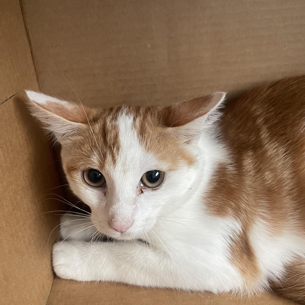 Tommy, Adoptable, Kitten Male Domestic Short Hair.