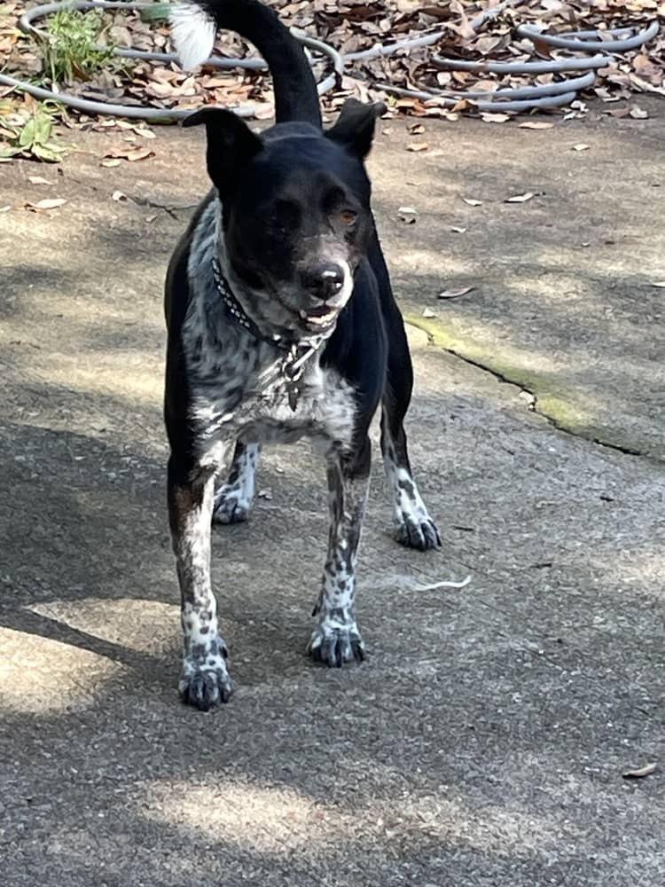 Pepper, Adopted, Senior Male Australian Cattle Dog / Blue Heeler & Mixed Breed.