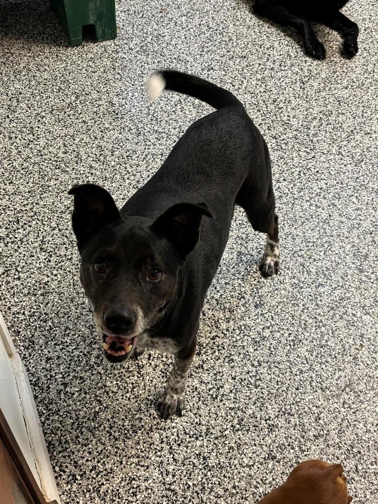 Enlarge Pepper, a Adopted mixed breed in Mesquite, TX image 2/3