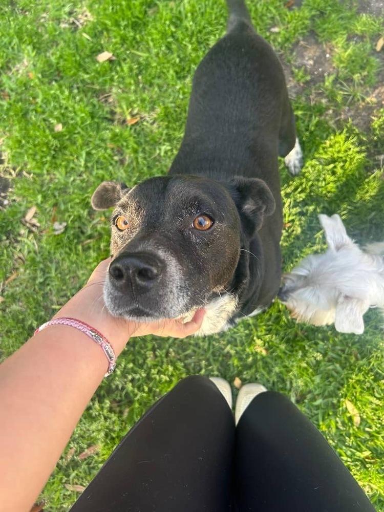 Enlarge Pepper, a Adopted mixed breed in Mesquite, TX image 3/3