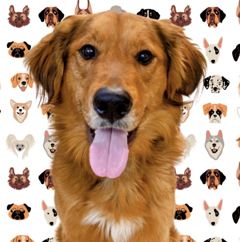 Zeus, ADOPTABLE, Adult Male Golden Retriever & German Shepherd Dog.