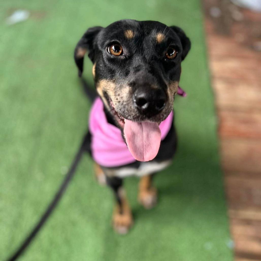 Enlarge Ellie, a Adoptable mixed breed in Jarrettsville, MD image 1/6