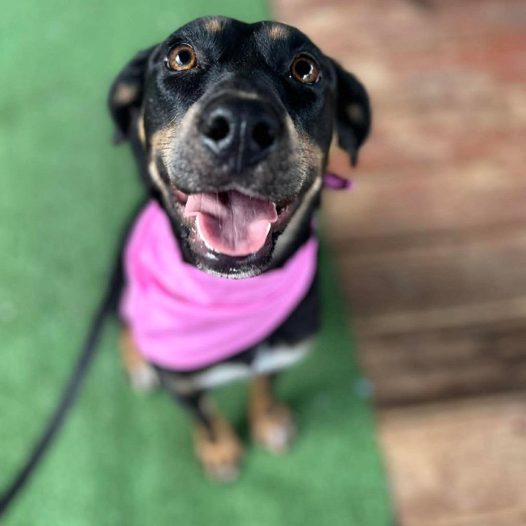 Enlarge Ellie, a Adoptable mixed breed in Jarrettsville, MD image 2/6