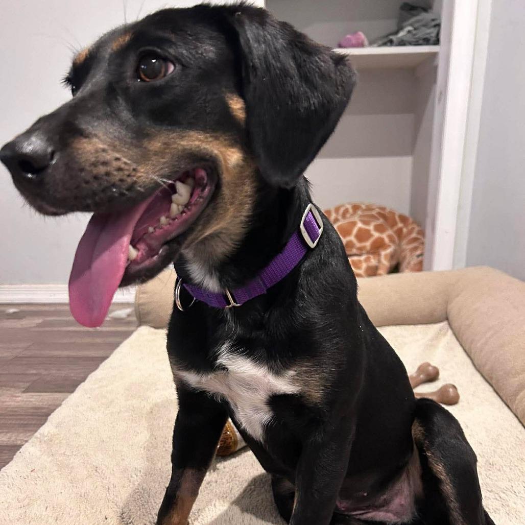 Enlarge Ellie, a Adoptable mixed breed in Jarrettsville, MD image 3/6