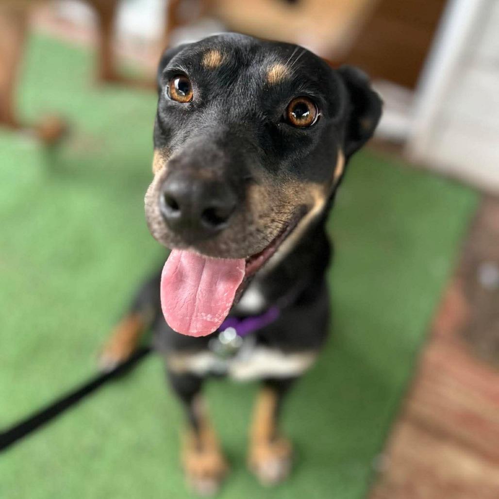 Enlarge Ellie, a Adoptable mixed breed in Jarrettsville, MD image 4/6