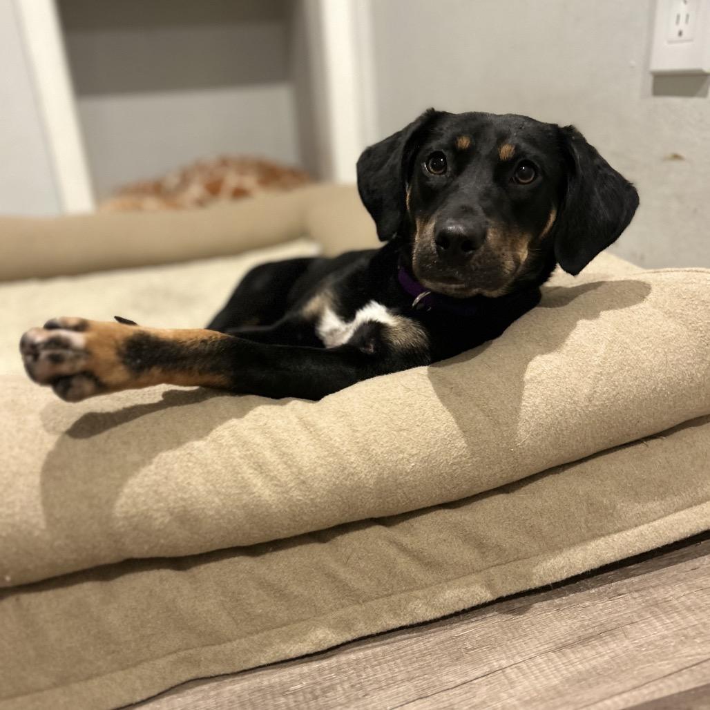 Enlarge Ellie, a Adoptable mixed breed in Jarrettsville, MD image 5/6