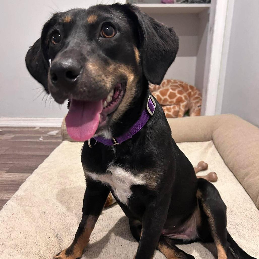 Enlarge Ellie, a Adoptable mixed breed in Jarrettsville, MD image 6/6