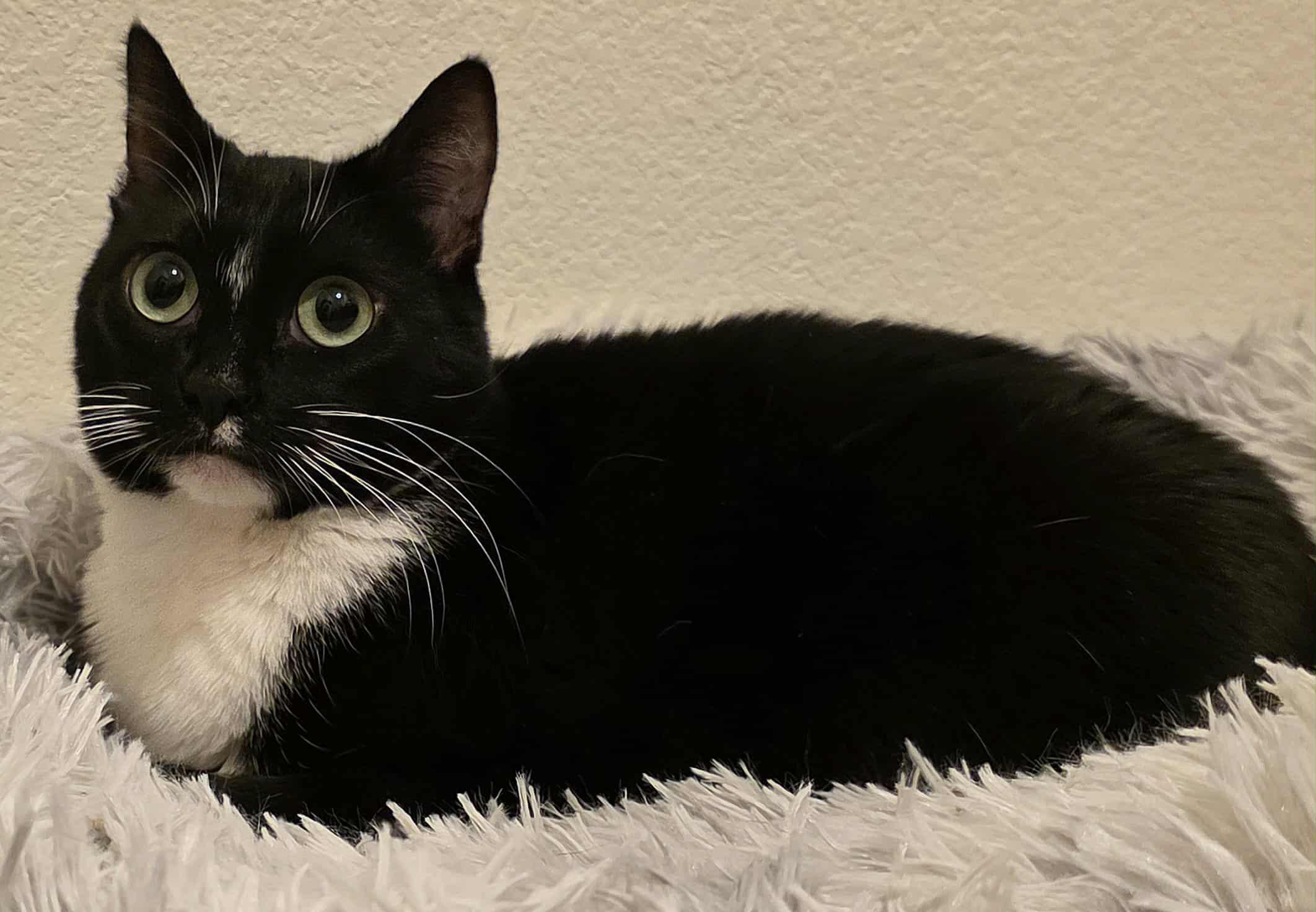 Enlarge Rhyme, a Adoptable Tuxedo in Brentwood, CA image 1/6