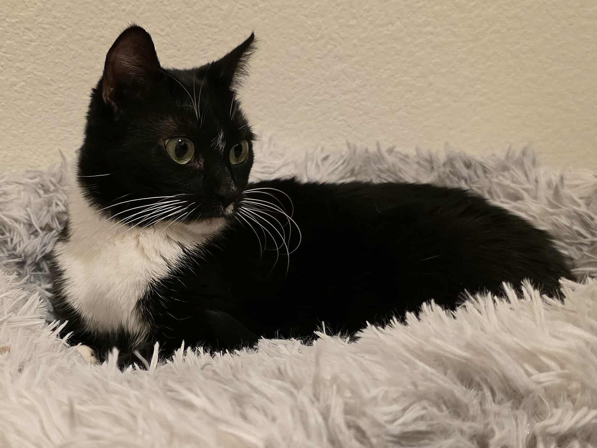 Enlarge Rhyme, a Adoptable Tuxedo in Brentwood, CA image 2/6