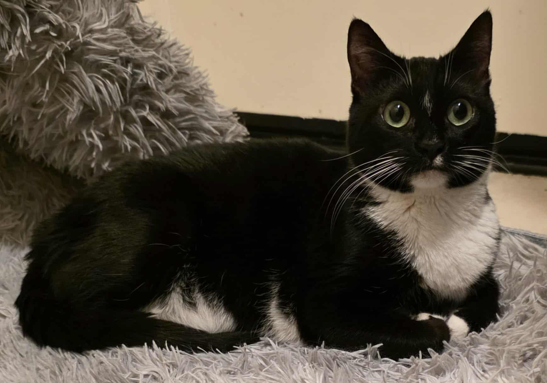 Enlarge Rhyme, a Adoptable Tuxedo in Brentwood, CA image 3/6