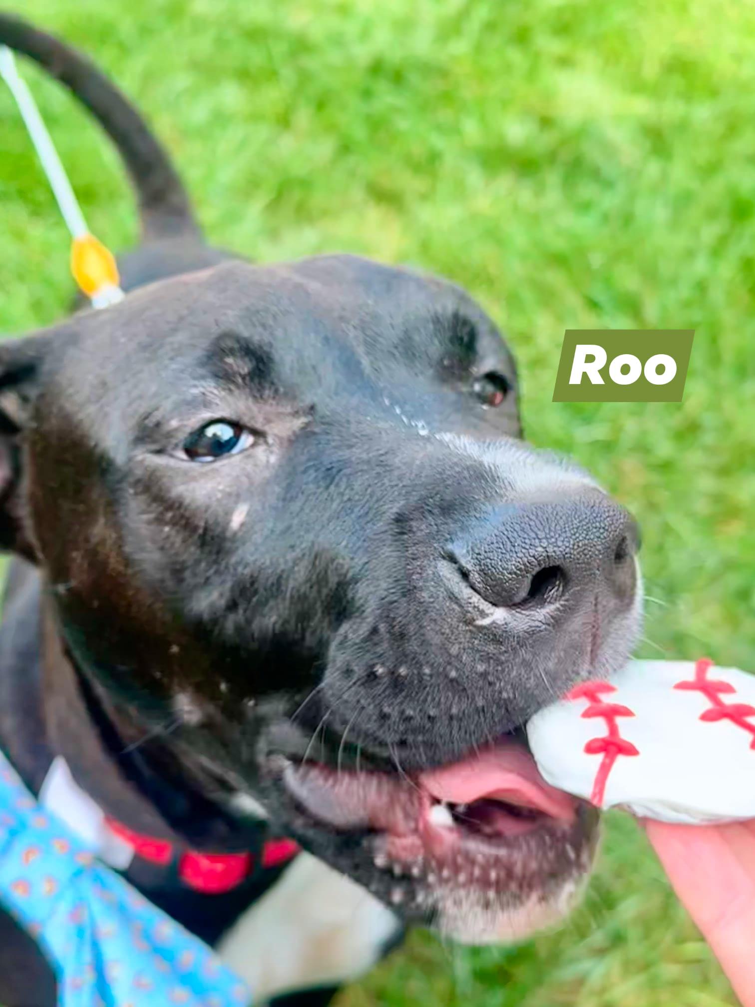 Roo, a Adoptable mixed breed in Speedway, IN image 2/6