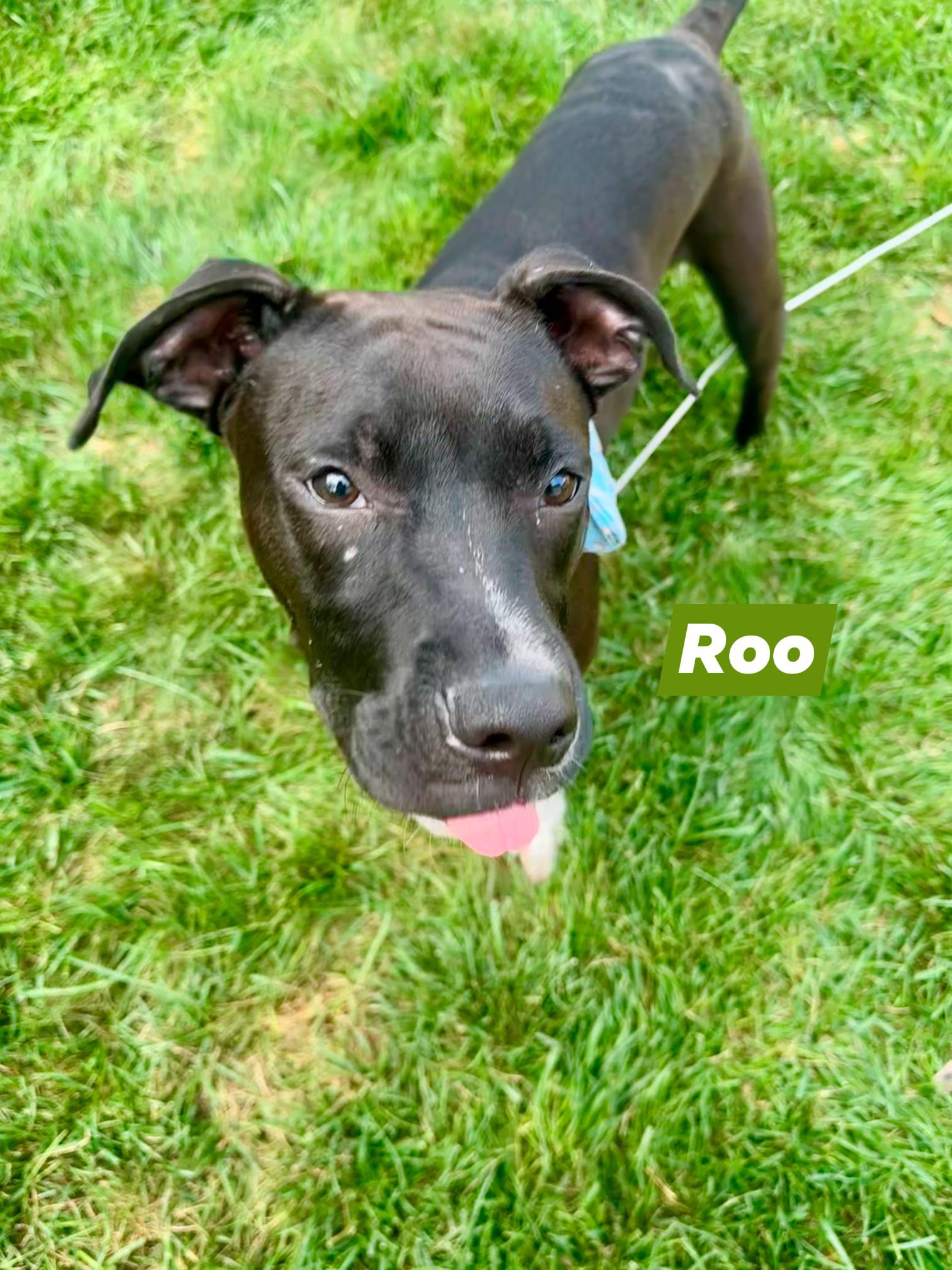 Roo, a Adoptable mixed breed in Speedway, IN image 3/6