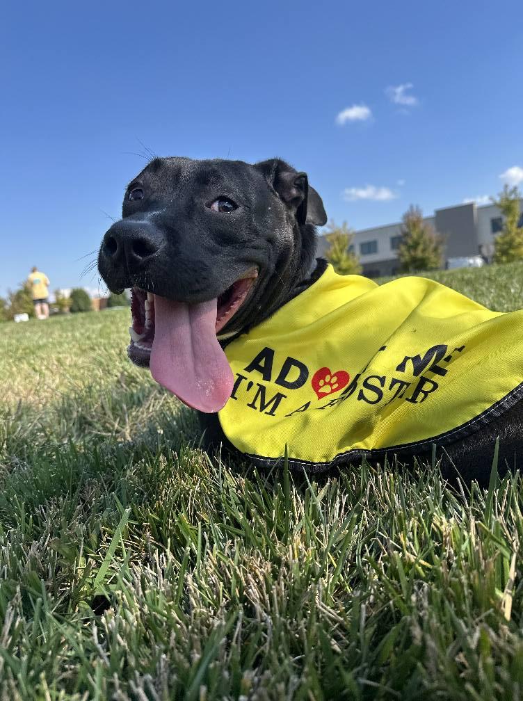 Roo, a Adoptable mixed breed in Speedway, IN image 5/6