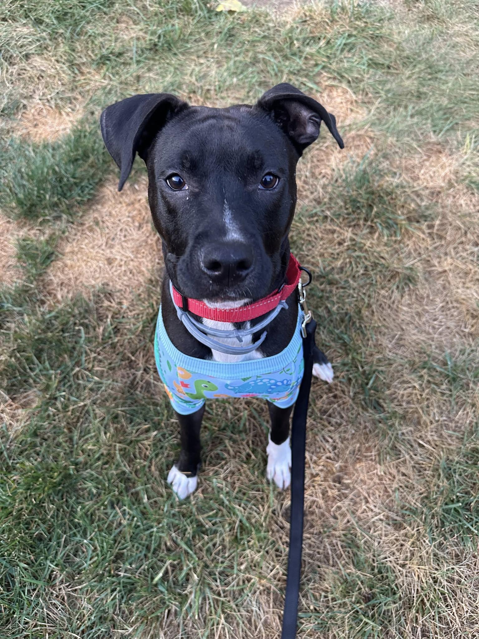 Roo, a Adoptable mixed breed in Speedway, IN image 1/6