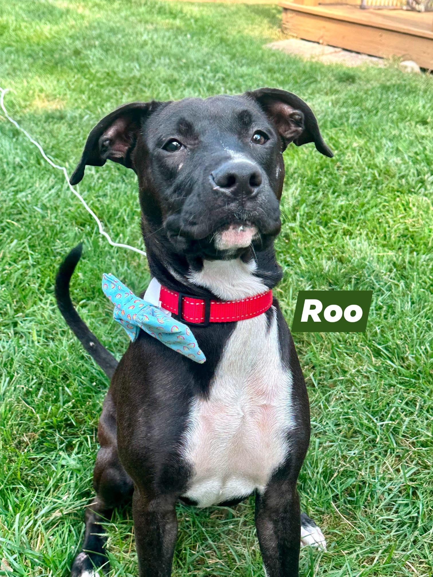 Roo, a Adoptable mixed breed in Speedway, IN image 6/6
