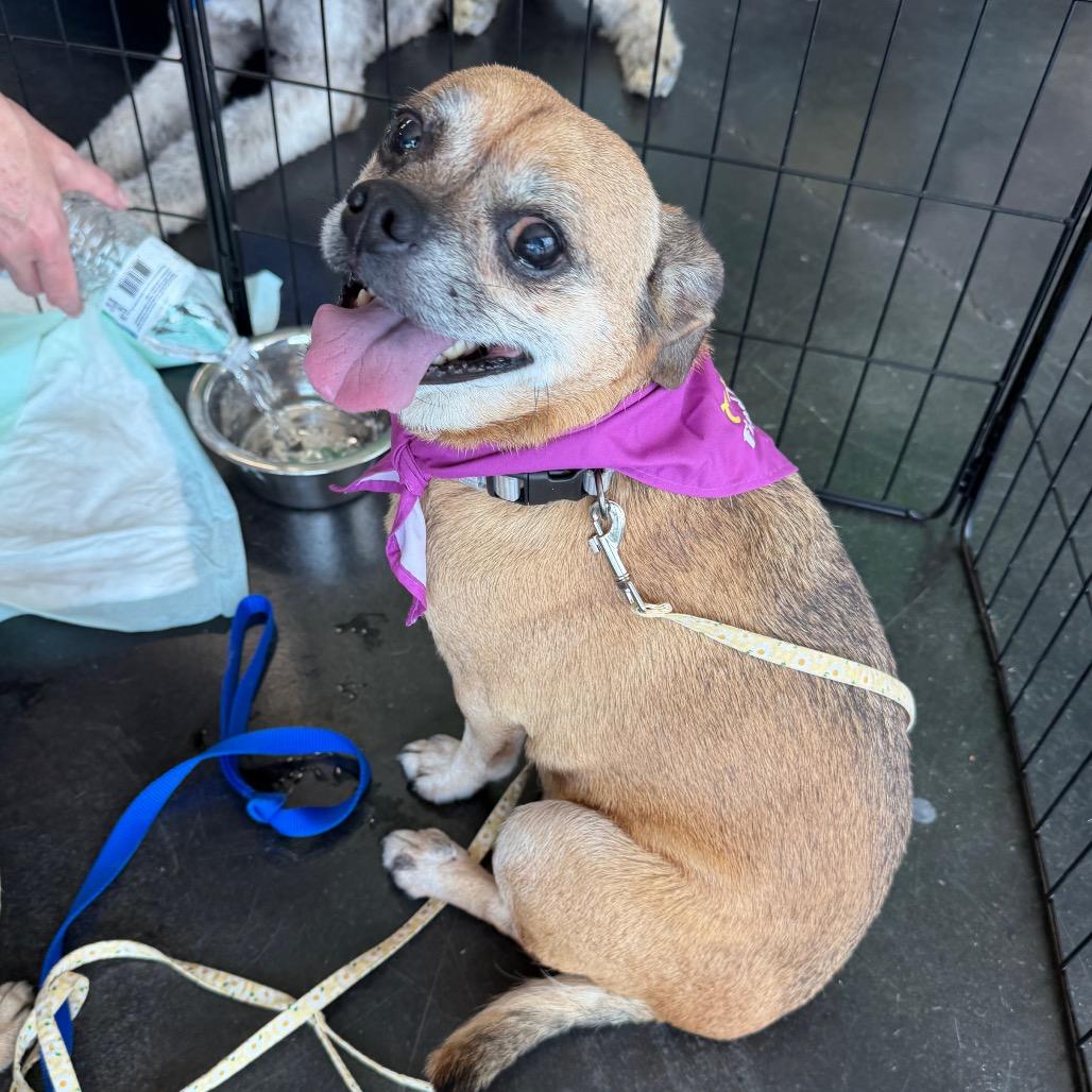 Enlarge Gracie C-34369, a Adoptable mixed breed in Oklahoma City, OK image 5/6