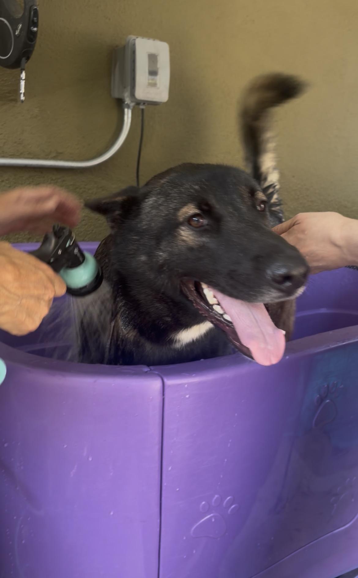 Jack, an adoptable mixed breed in Burbank, CA image 3/6