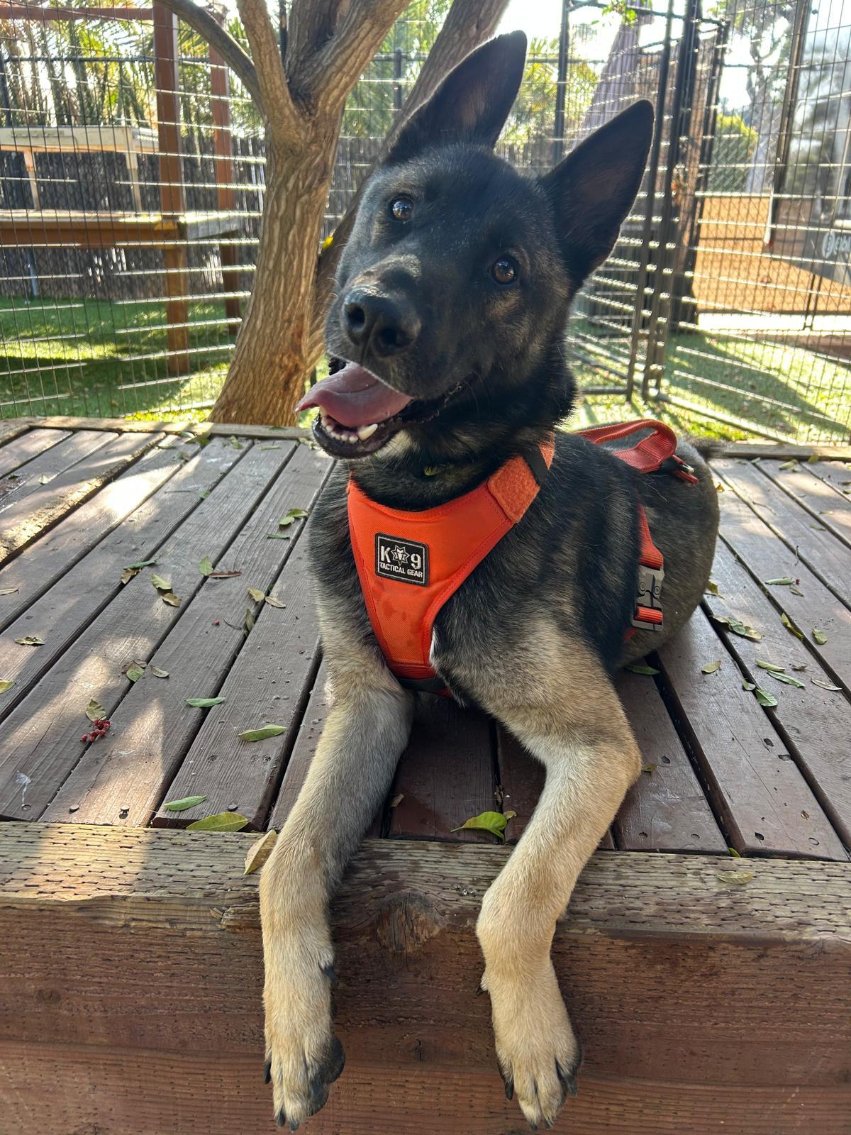 Jack, Adoptable, Young Male German Shepherd Dog & Shepherd.