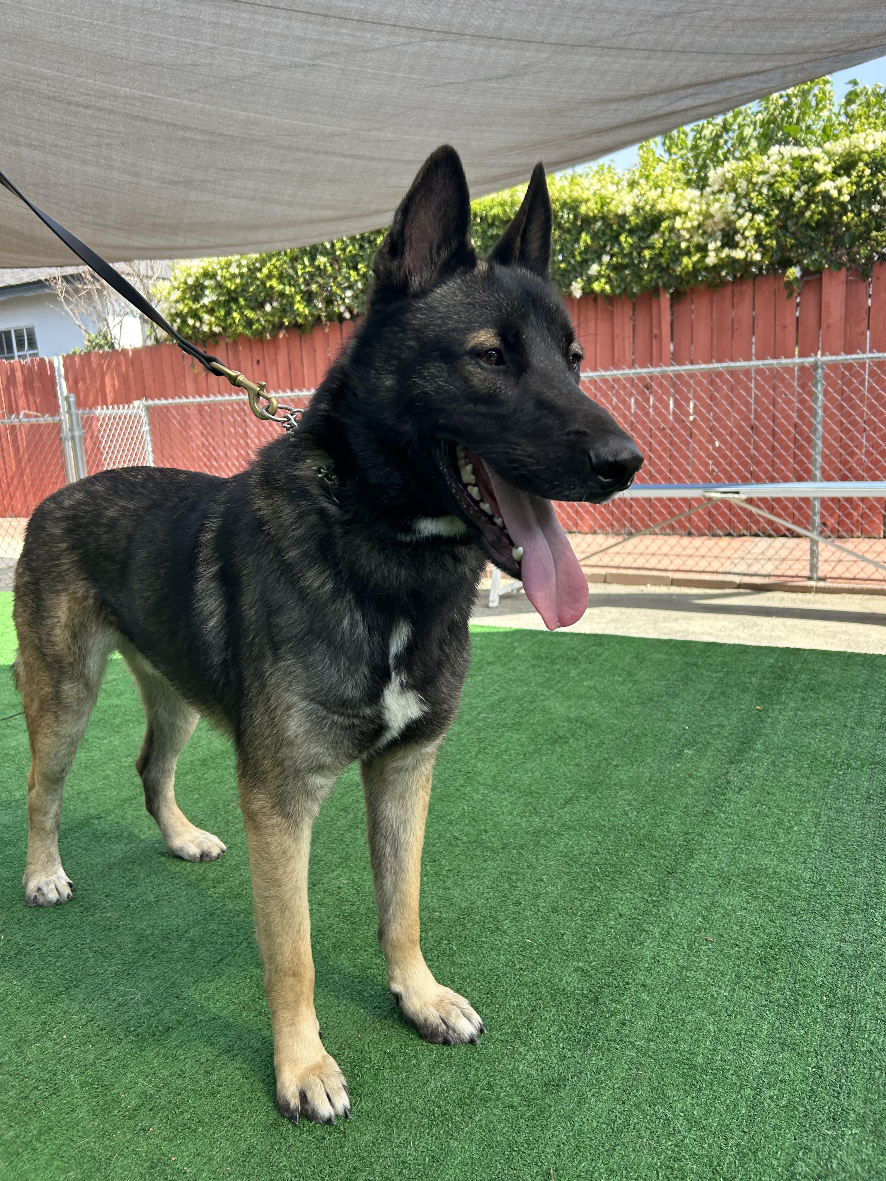 Jack, an adoptable mixed breed in Burbank, CA image 4/6
