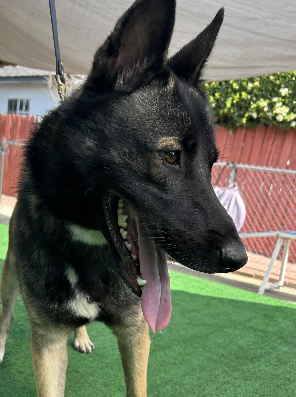 Jack, adoptable, Young Male Belgian Shepherd / Malinois & Shepherd.