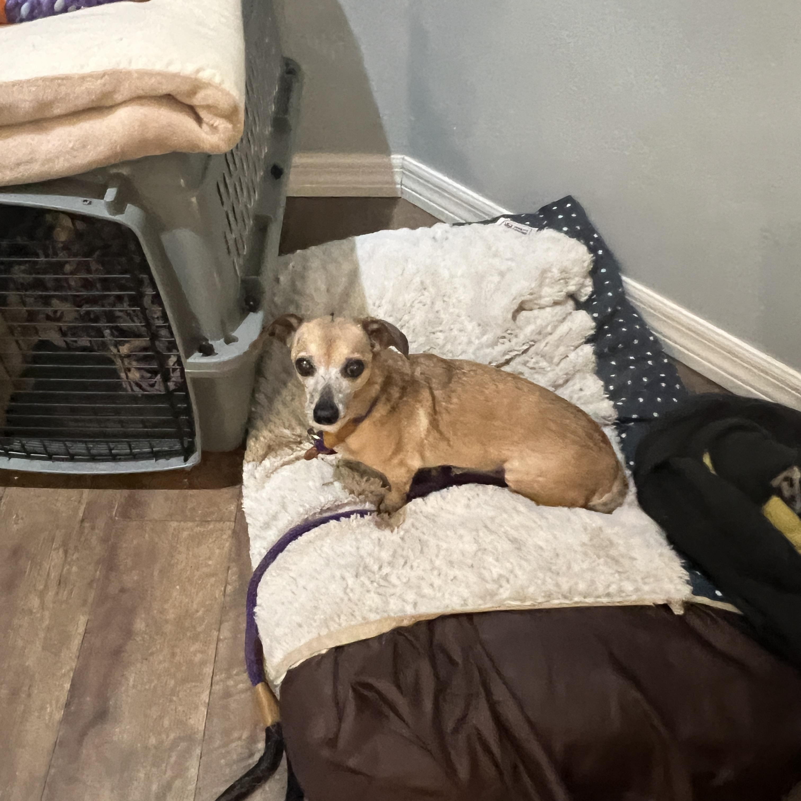 Pugsy, a Adoptable mixed breed in Bradenton, FL image 2/5