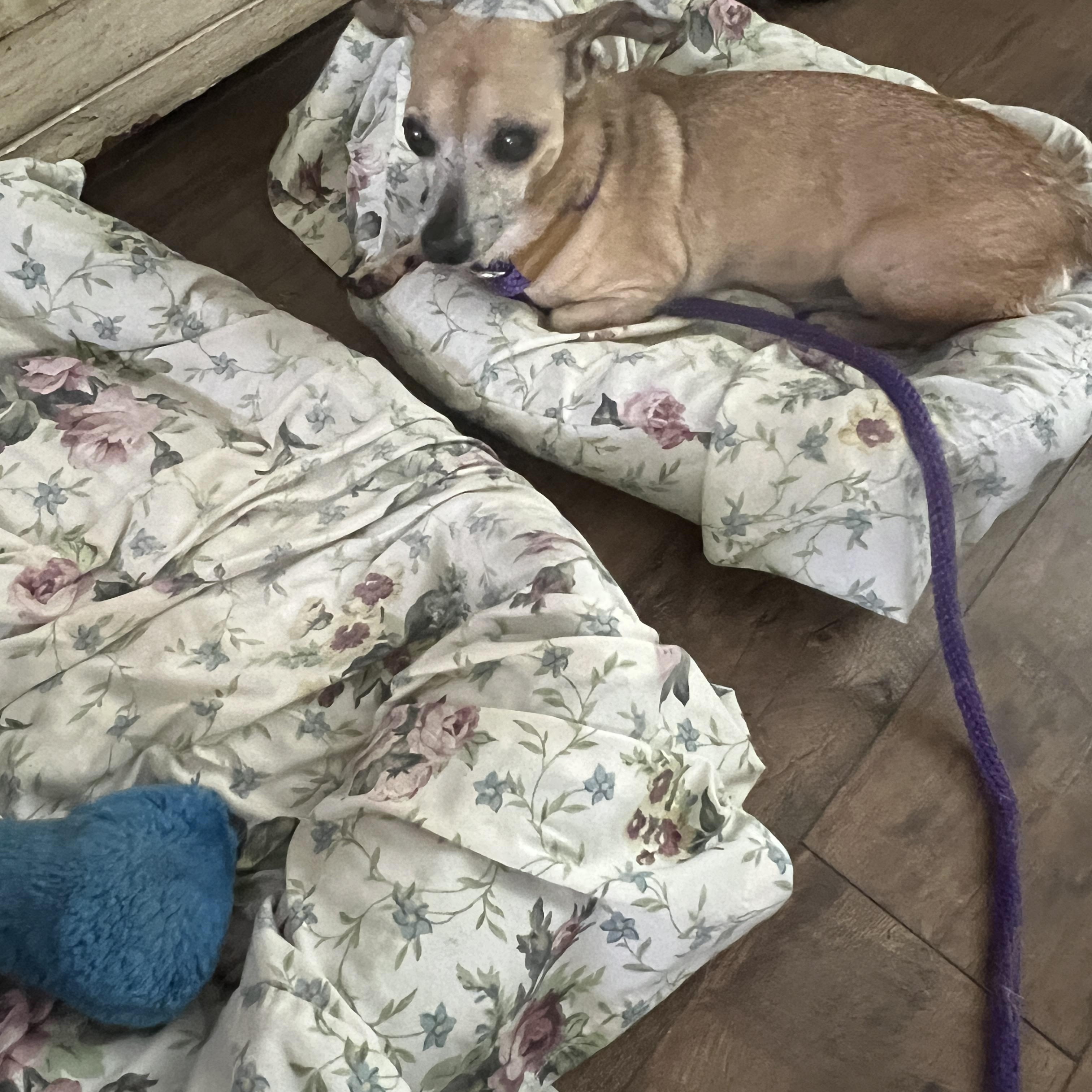 Pugsy, a Adoptable mixed breed in Bradenton, FL image 5/5