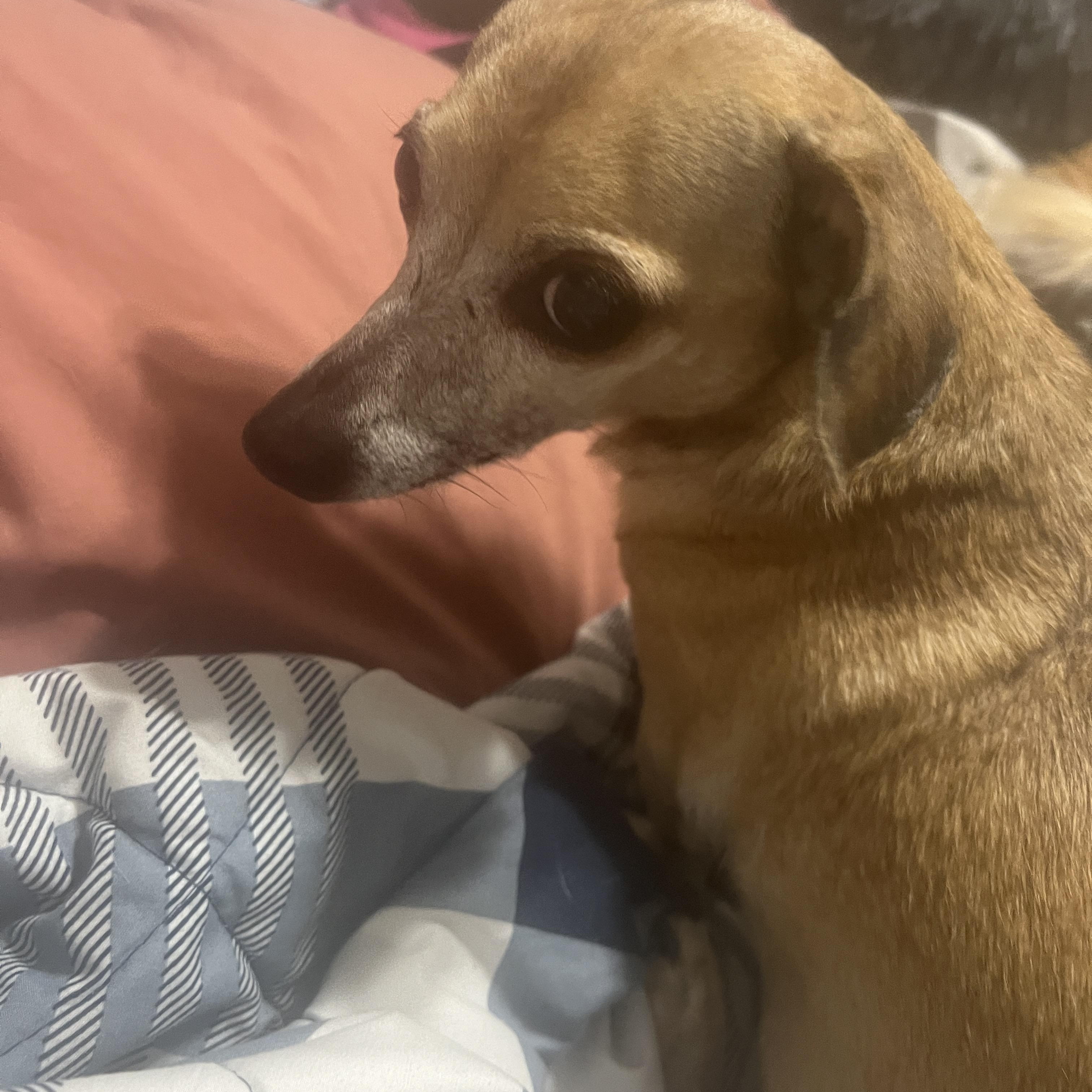 Pugsy, a Adoptable mixed breed in Bradenton, FL image 4/5