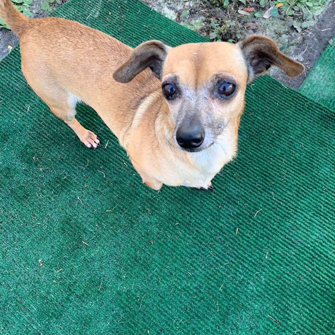 Pugsy, a Adoptable mixed breed in Bradenton, FL image 1/5