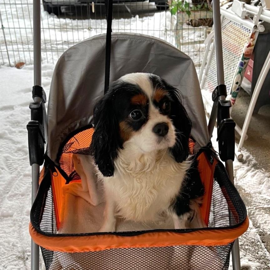 Enlarge ZaZa Gabor, a ADOPTABLE Cavalier King Charles Spaniel in Maumee, OH image 4/4
