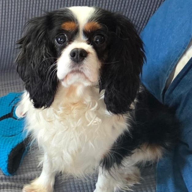 Zaza Gabor thumbnail 3