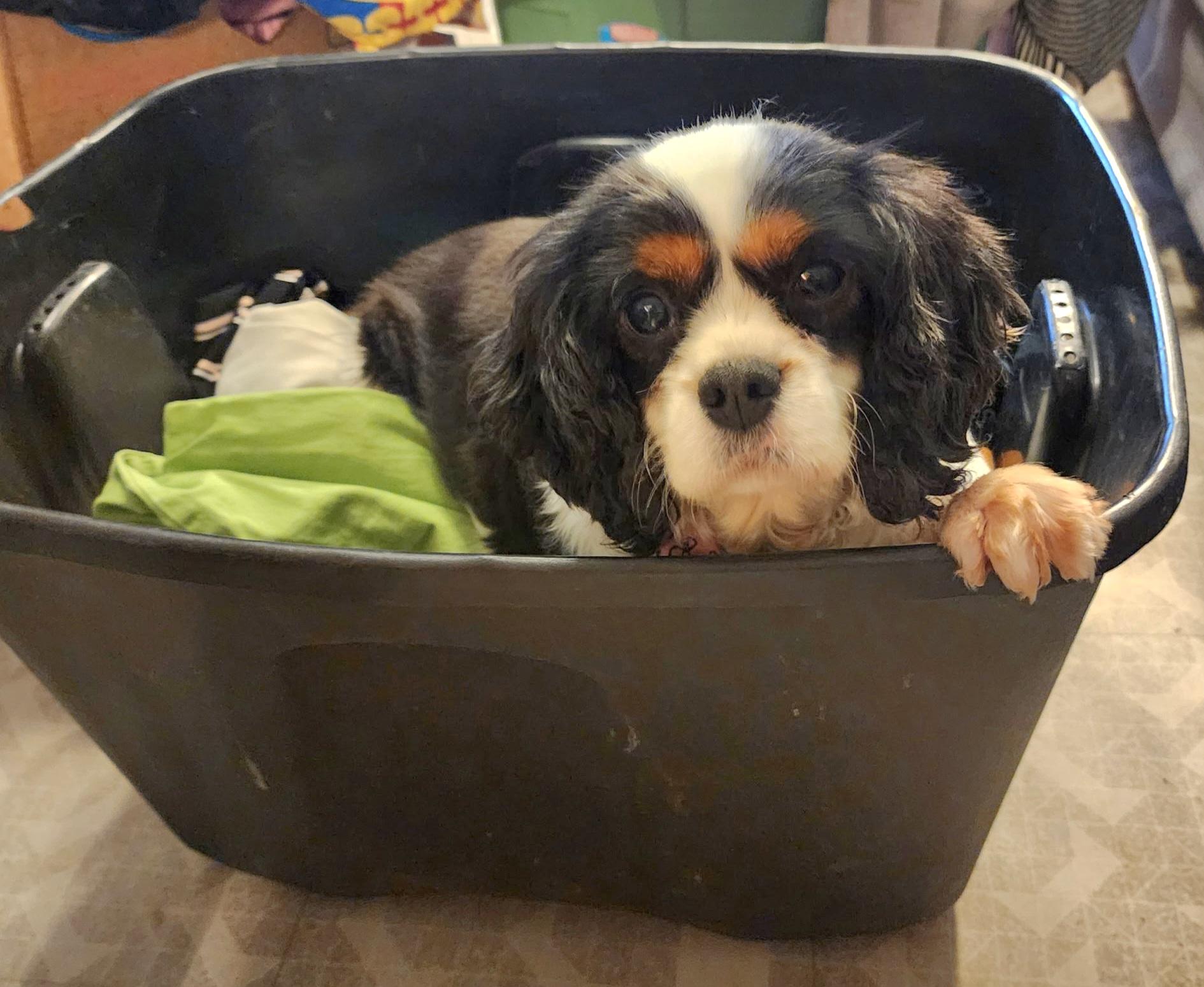 Enlarge ZaZa Gabor, a ADOPTABLE Cavalier King Charles Spaniel in Maumee, OH image 3/4