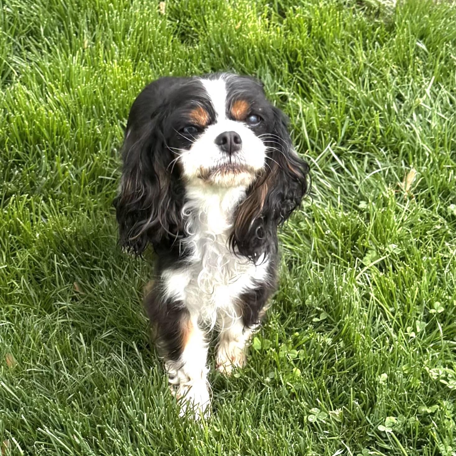 Enlarge ZaZa Gabor, a ADOPTABLE Cavalier King Charles Spaniel in Maumee, OH image 1/4