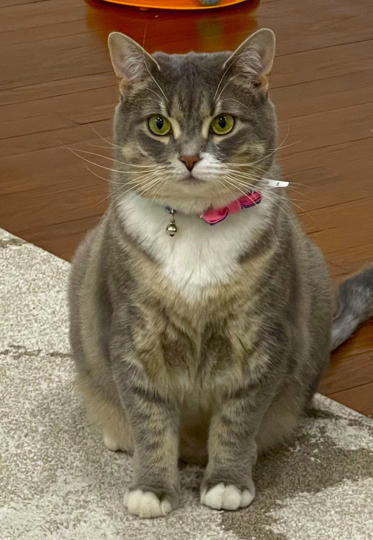 Enlarge C256 Litter Mia, a Adoptable Domestic Short Hair in Livonia, MI image 1/1