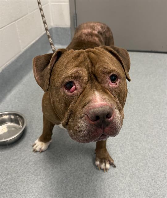 MUCHACHO, Adoptable, Adult Male American Bulldog & Mixed Breed.