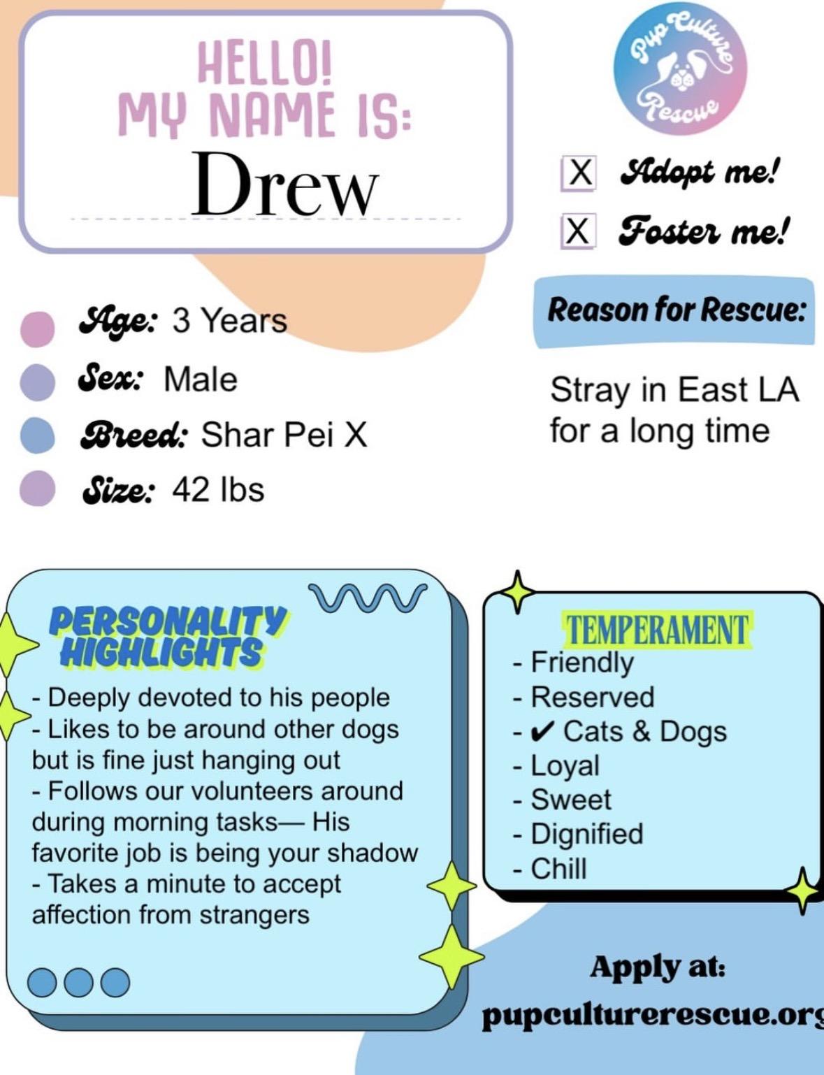 Enlarge Drew, a ADOPTABLE mixed breed in Pasadena, CA image 2/5