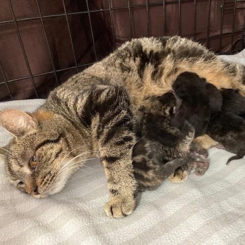 Chimera, Adoptable, Adult Female Domestic Short Hair.