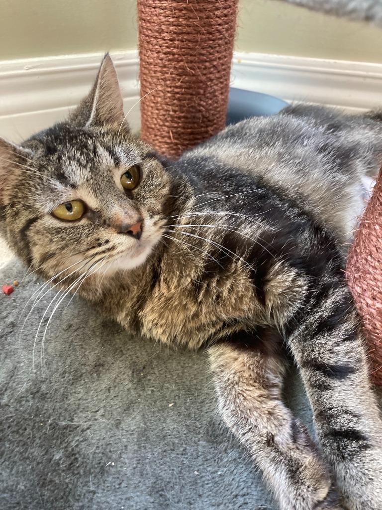 Enlarge Chimera, a Adoptable Domestic Short Hair in Arthur, ON image 2/6