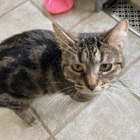 Enlarge Chimera, a Adoptable Domestic Short Hair in Arthur, ON image 3/6