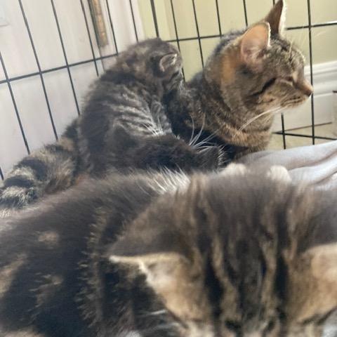 Enlarge Chimera, a Adoptable Domestic Short Hair in Arthur, ON image 4/6