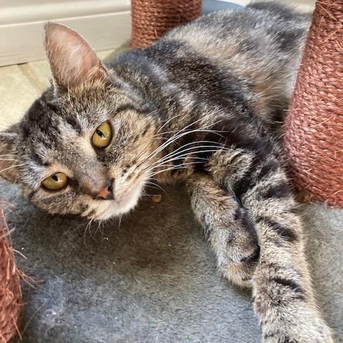 Enlarge Chimera, a Adoptable Domestic Short Hair in Arthur, ON image 5/6