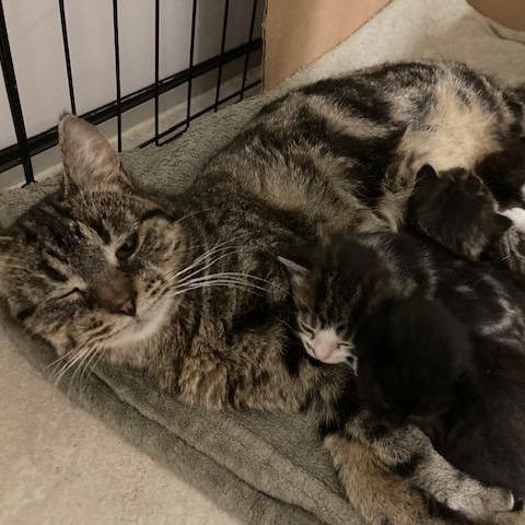 Enlarge Chimera, a Adoptable Domestic Short Hair in Arthur, ON image 6/6