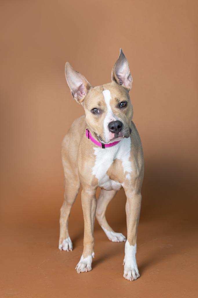 Honolulu, Adoptable, Young Female Mixed Breed.