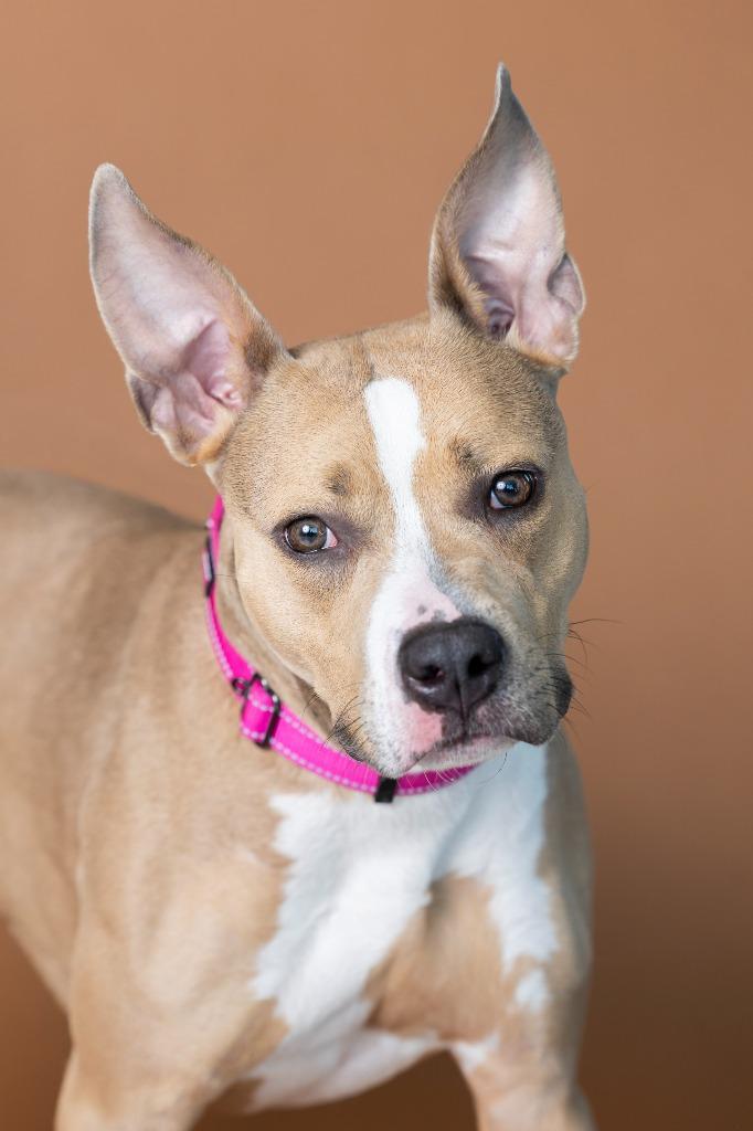 Enlarge Honolulu, a Adoptable Mixed Breed in Dearborn, MI image 2/2