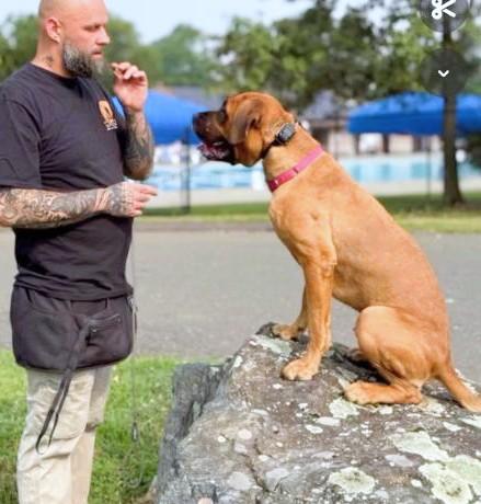 Enlarge Croissant, a Adoptable mixed breed in rye, NY image 5/6